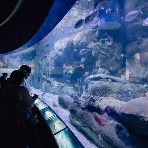 Oceanogràfic de Valencia: Entrada