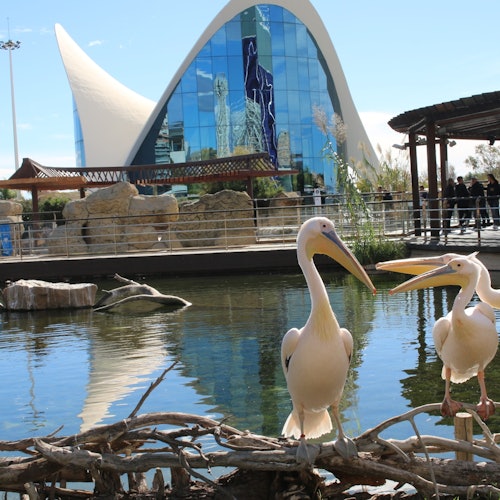 Oceanogràfic de Valencia: Entrada