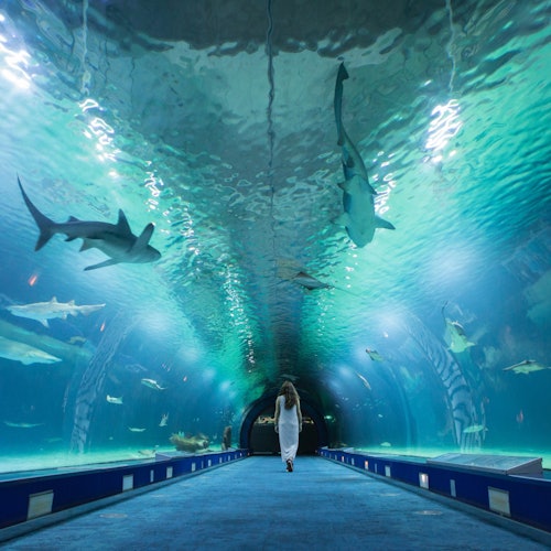Oceanogràfic de Valencia: Entrada